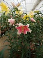 [5207 Sannomiya 18 ST No02.JPG]